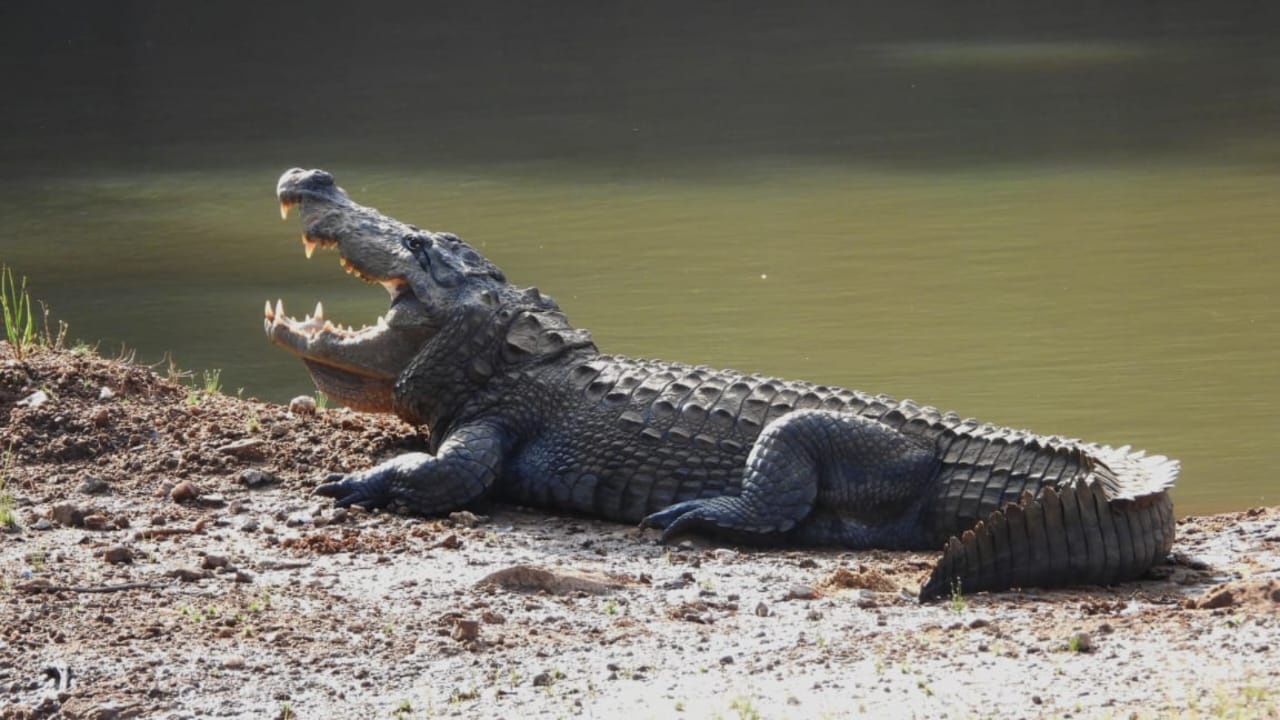 Yala National Park Tour